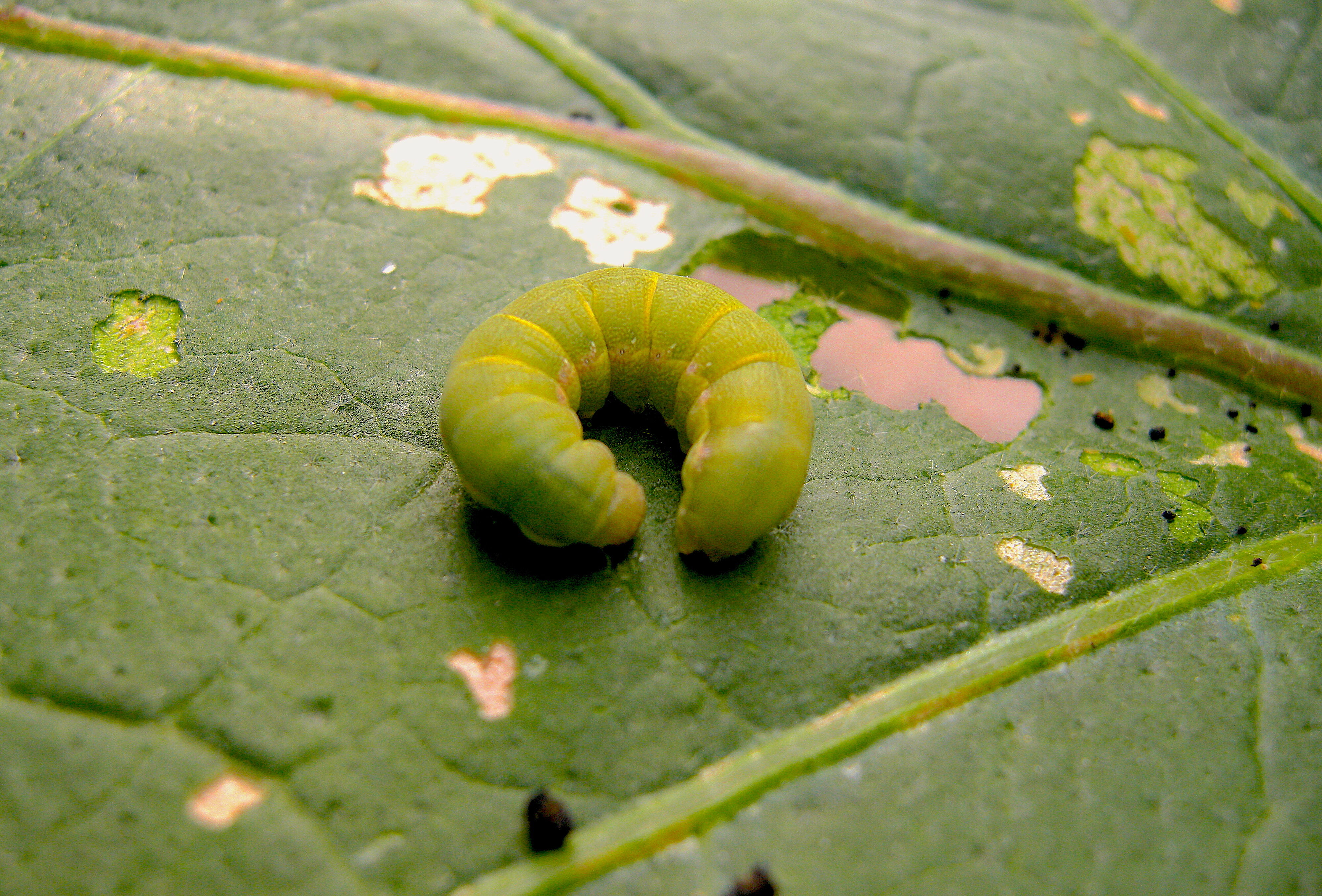 Koppert refuerza con nematodos beneficiosos el control biológico de Spodoptera exigua y Tuta absoluta