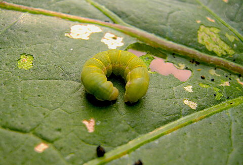 Koppert refuerza con nematodos beneficiosos el control biológico de Spodoptera exigua y Tuta absoluta