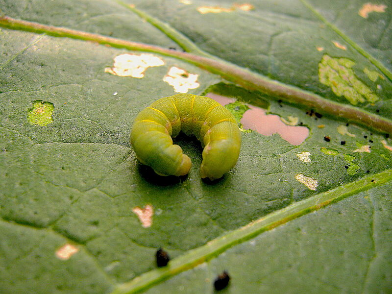 SPODOPTERA_EXIGUA_KOPPERT.jpg