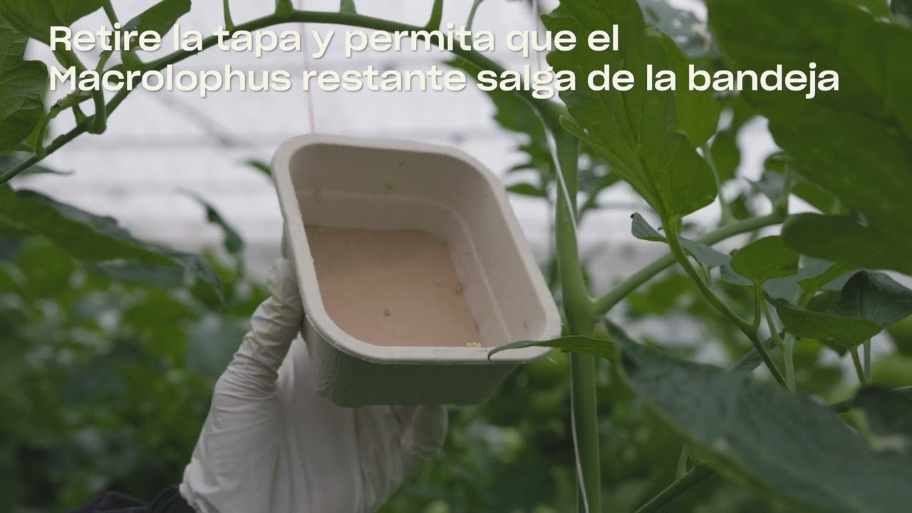 Mirical cómo utilizarlo Mirical cómo utilizarlo