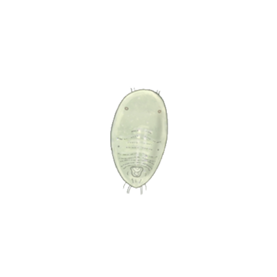 Greenhouse whitefly Trialeurodes vaporariorum second instar larva