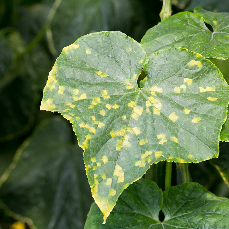 Cucumber leaf damage caused by Cucumber downy mildew Pseudoperonospora cubensis