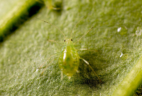 Koppert ensaya insectos más agresivos frente a la nueva raza de pulgón verde