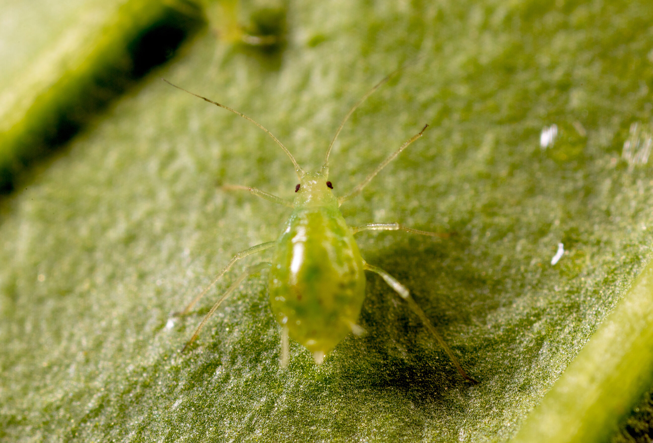 Koppert ensaya insectos más agresivos frente a la nueva raza de pulgón verde