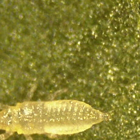 Thrips Parvispinus Larva 1