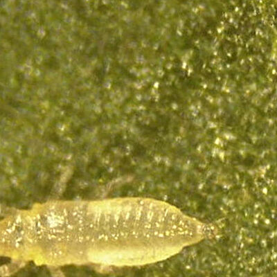 Thrips Parvispinus Larva 1