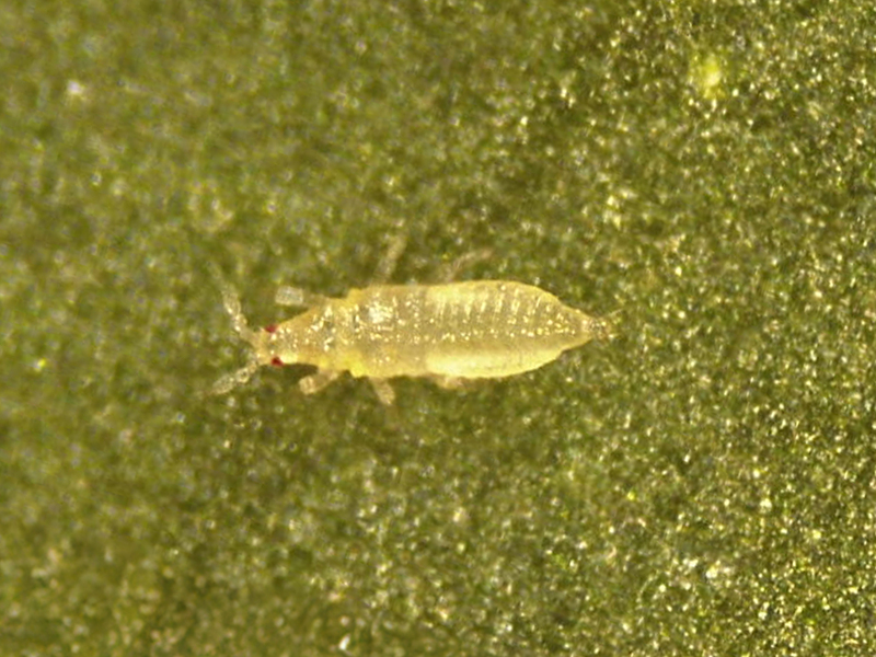 Thrips Parvispinus Larva 1