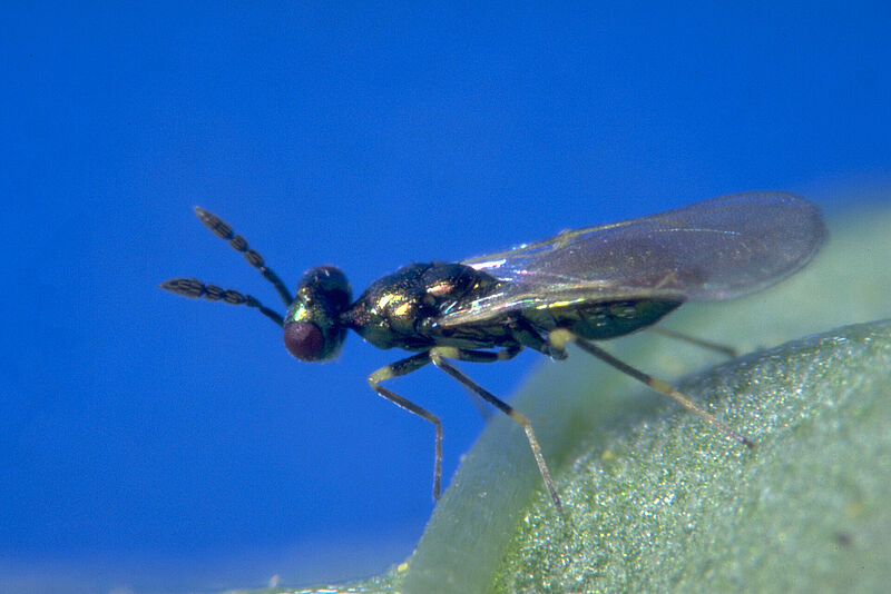 Diglyphus_isaea_Koppert_Biological_Systems-6.jpg