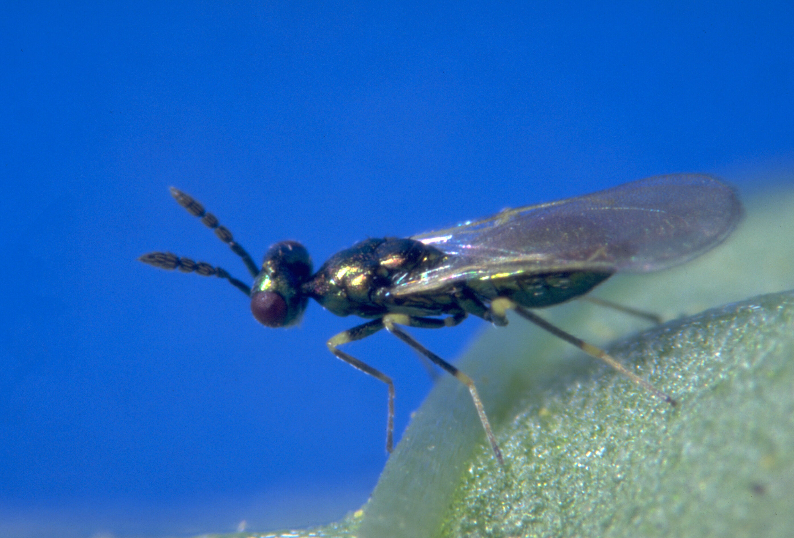 Control biológico preventivo para frenar la plaga del minador