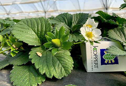 TRIANUM® protege y mejora el cultivo de fresa desde el trasplante
