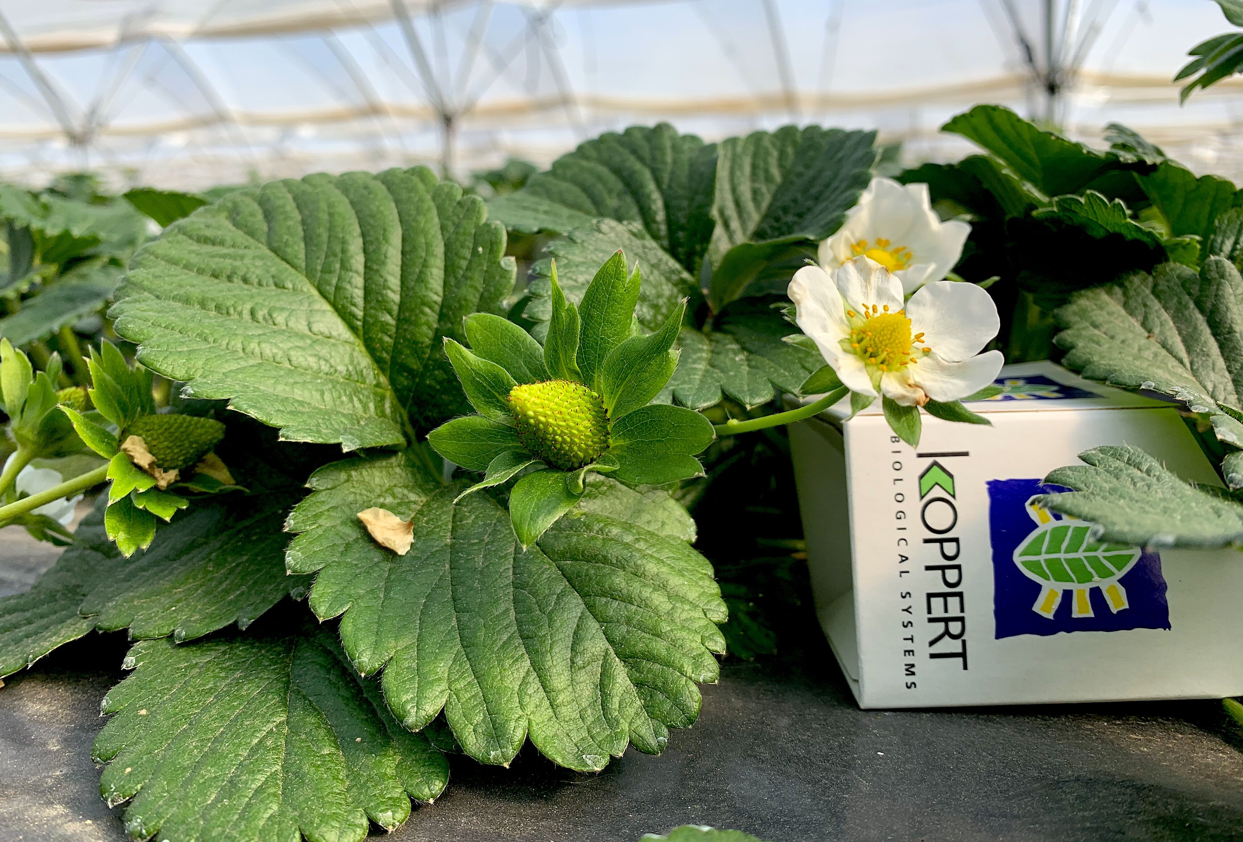 TRIANUM® protege y mejora el cultivo de fresa desde el trasplante