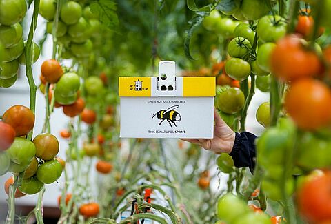 Natupol Sprint - Polinización para condiciones climáticas cálidas