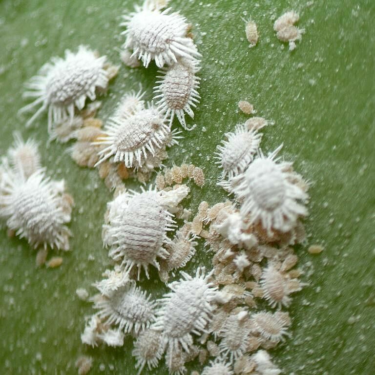 Banana mealybug Dysmicoccus grassii