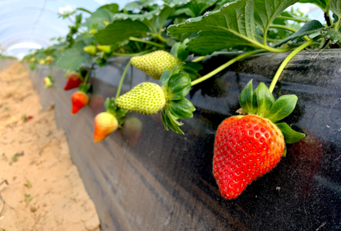 Trianum® controla eficazmente los patógenos de suelo en fresa y berries