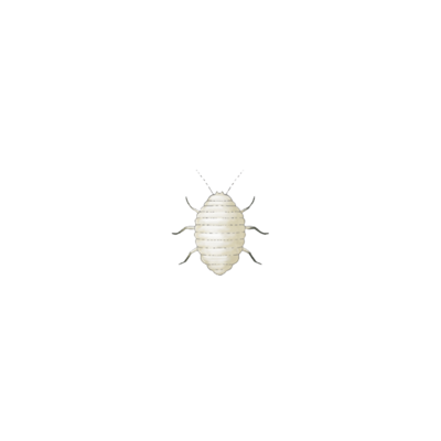 Planococcus citri first instar nymph