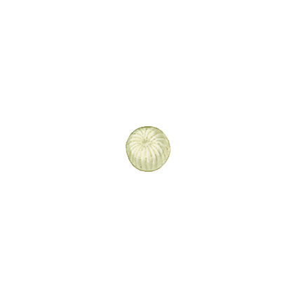 Chrysodeixis chalcites egg