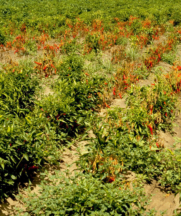 Pepper damage caused by Stem and fruit rot of Capsicum Phytophthora capsici