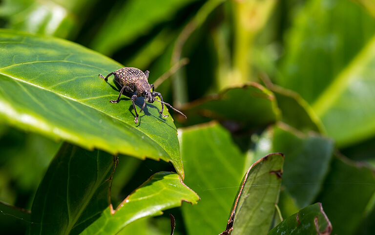 The Vine weevil Otiorhynchus sulcatus