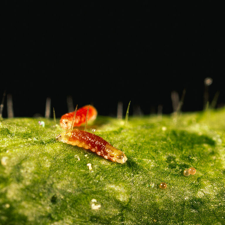 Feltiella acarisuga en estado larvario