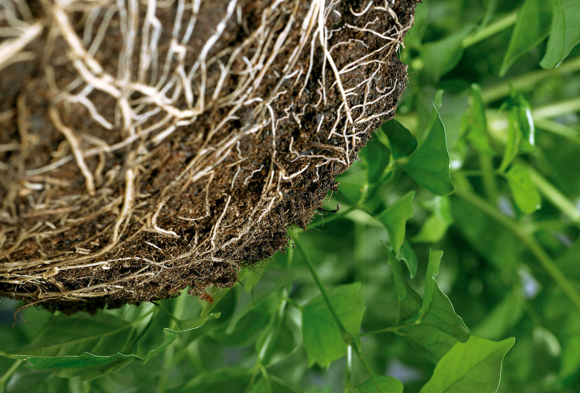 El control biológico de plagas y enfermedades comienza en el suelo