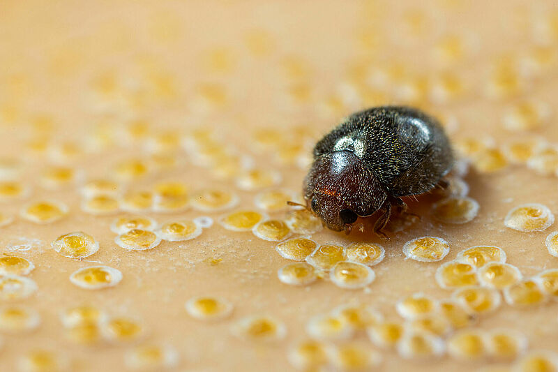 Rhyzobug, el enemigo natural para el control biológico de plagas de diaspinos