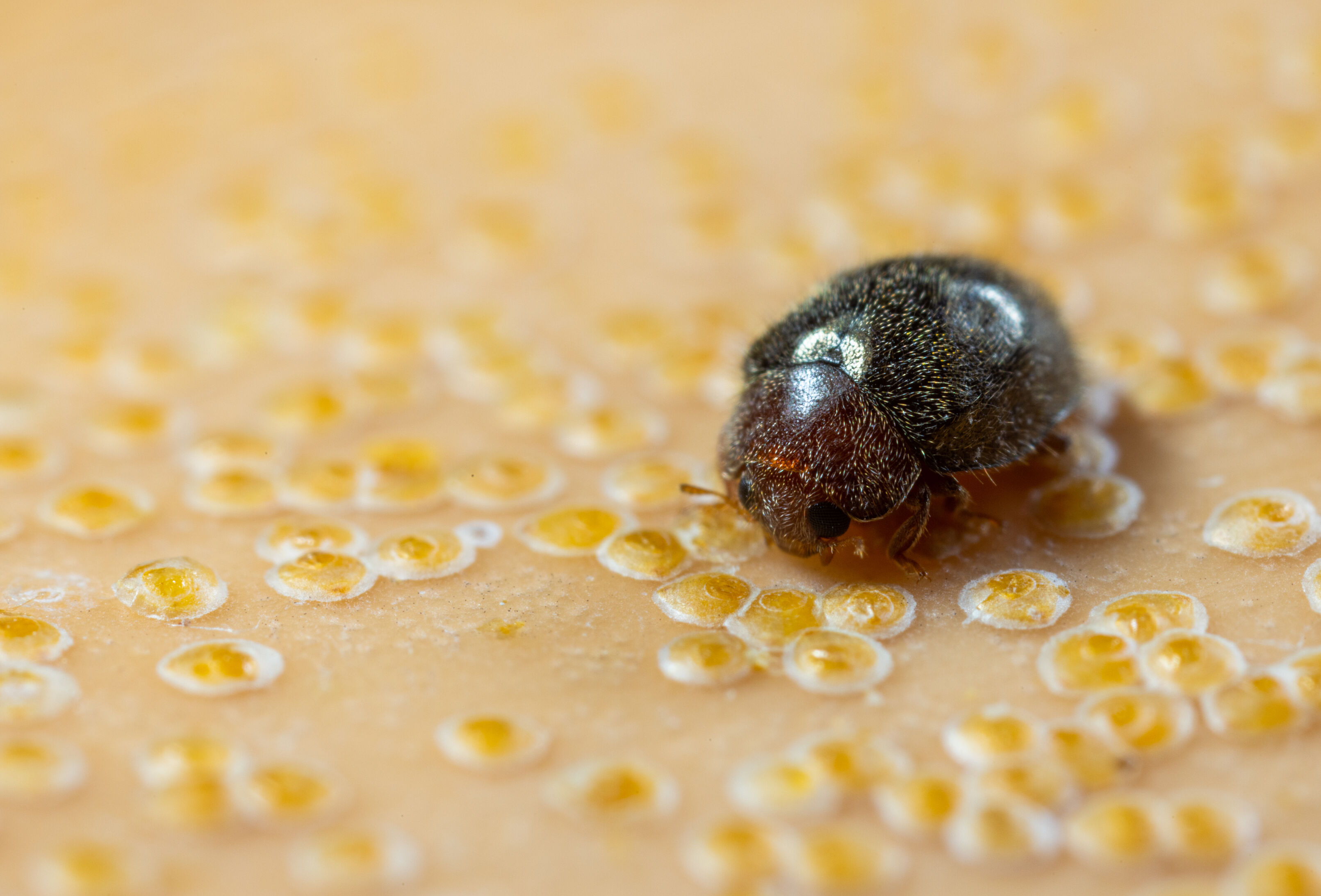 Rhyzobug, el enemigo natural listo para controlar plagas de diaspinos