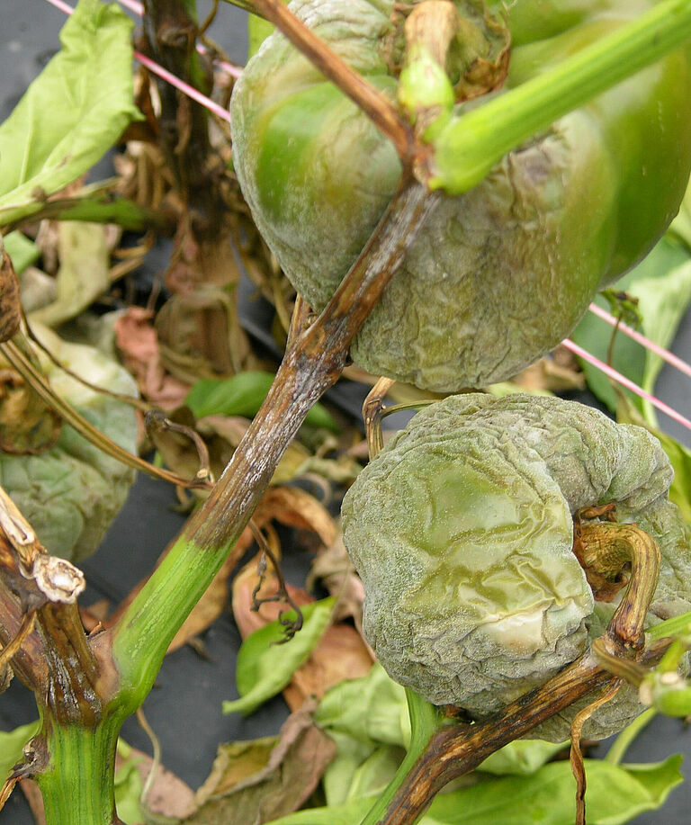 Pepper damage caused by Stem and fruit rot of Capsicum Phytophthora capsici