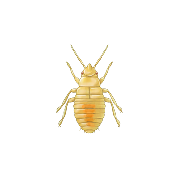 Orius laevigatus ninfa joven