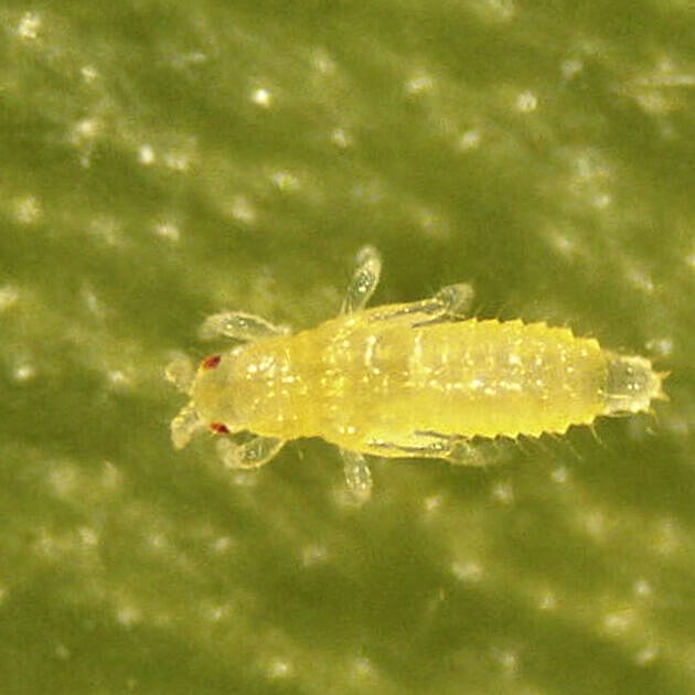 Thrips Parvispinus Prepupa