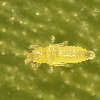 Thrips Parvispinus Prepupa