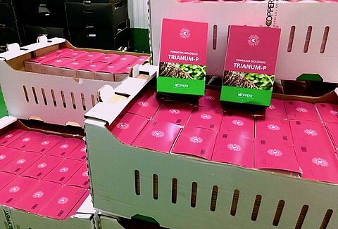 Koppert ofrece con TRIANUM® un fungicida biológico de máxima protección contra los patógenos del suelo