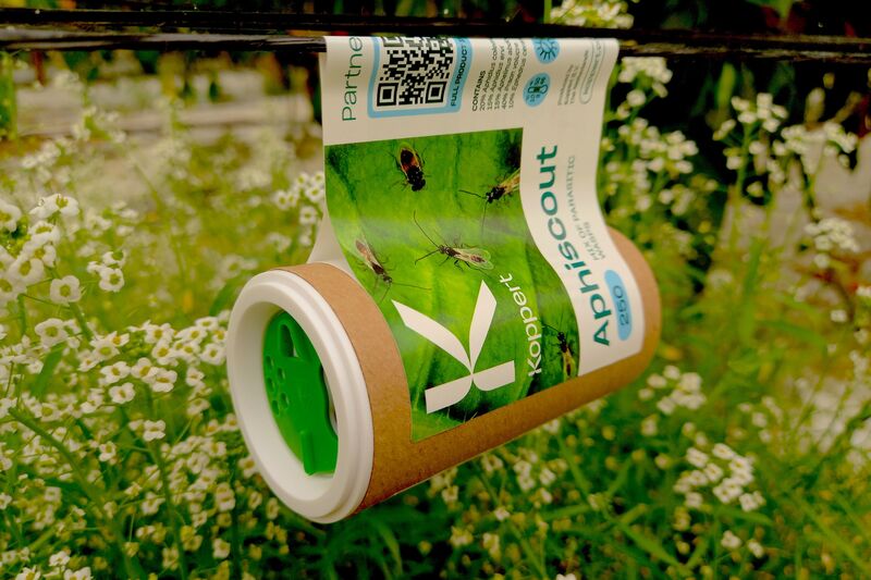 Aphiscout contra pulgón en formato de tubo de cartón 100% reciclable