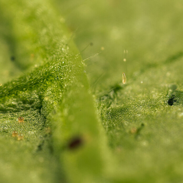 Feltiella acarisuga en fase de huevo
