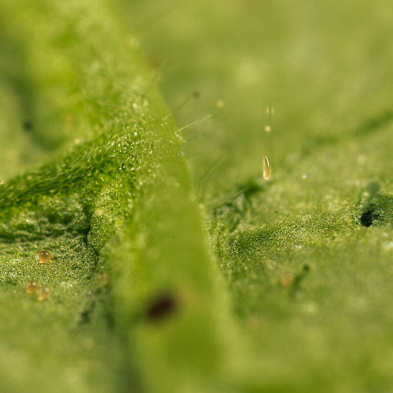 Feltiella acarisuga en fase de huevo
