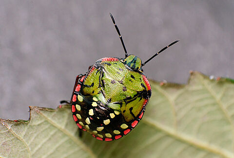 Chinche verde