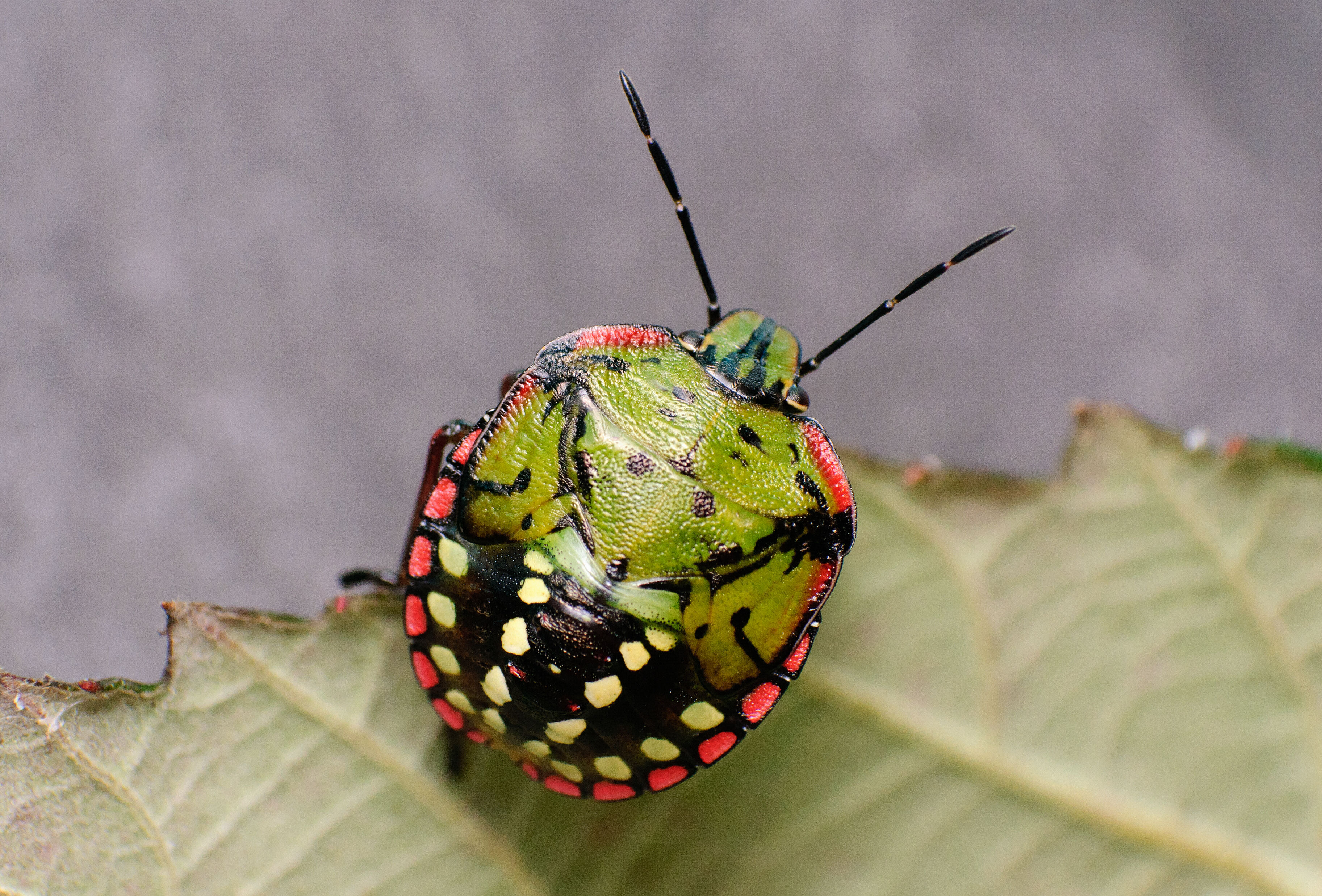 Chinche verde - Biocontrol, daños y ciclo de vida