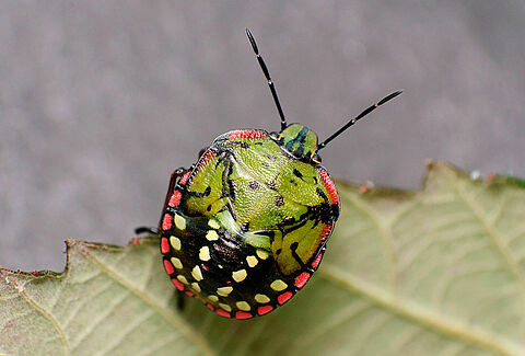 Chinche verde