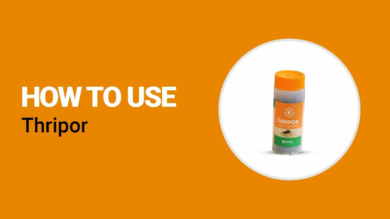 How to use Thripor from Koppert