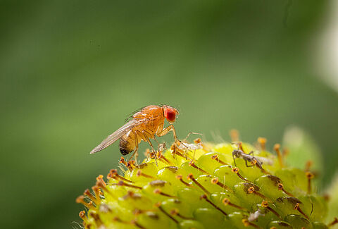 Koppert recomienda iniciar el control biológico de Drosophila suzukii en berries