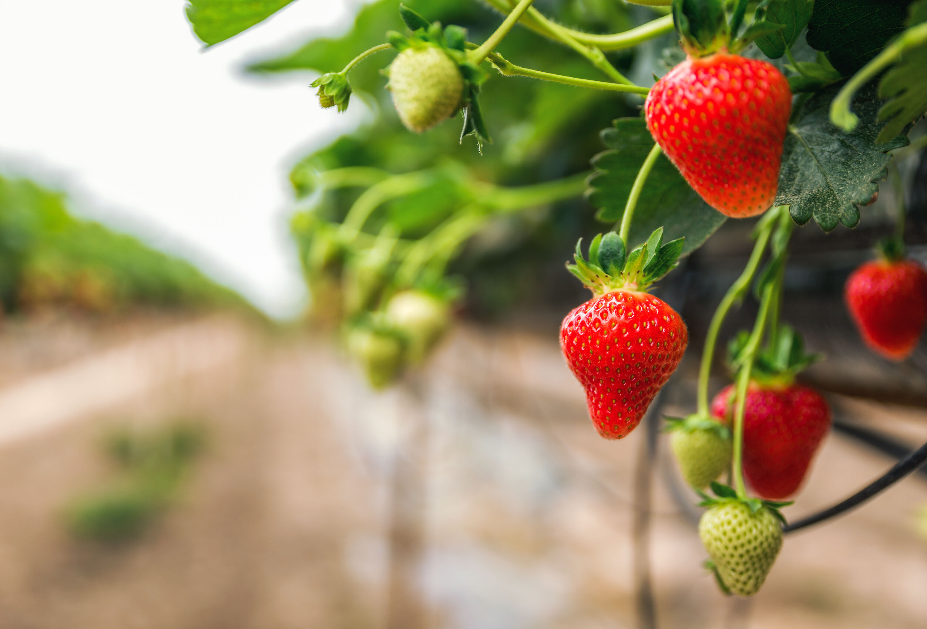 Koppert hace realidad la primera estrategia de control biológico de Scirtothrips en fresa
