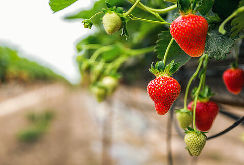 Koppert hace realidad la primera estrategia de control biológico de Scirtothrips en fresa