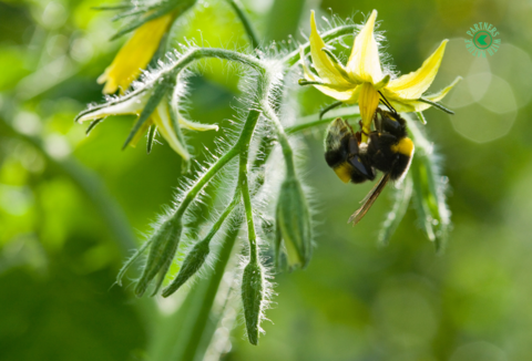 Koppert recomienda evitar la luz solar directa sobre las colmenas de abejorros