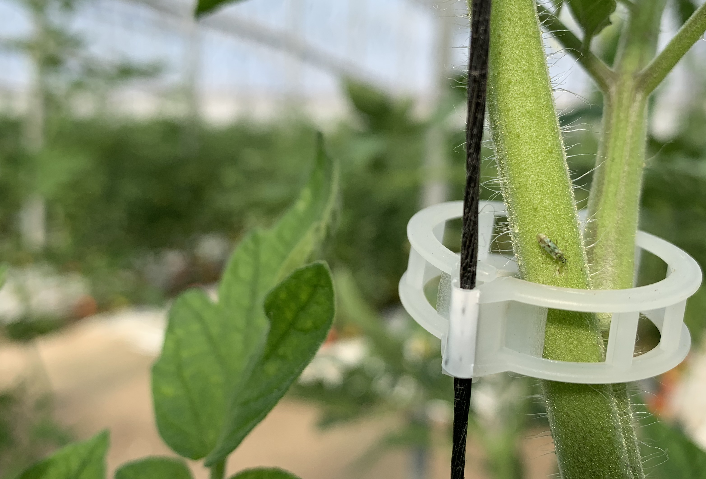 Koppert recomienda sueltas de 'Nesi' para frenar el aumento de araña roja en tomate