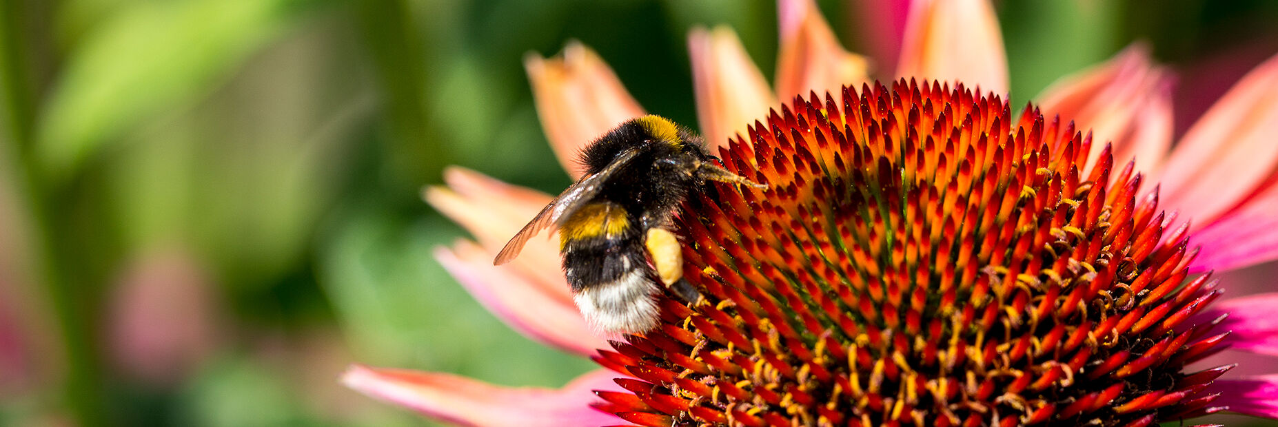 Picaduras de abejorros