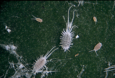 Cochinilla de cola larga