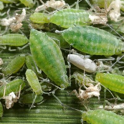 Mealy plum aphid Hyalopterus pruni