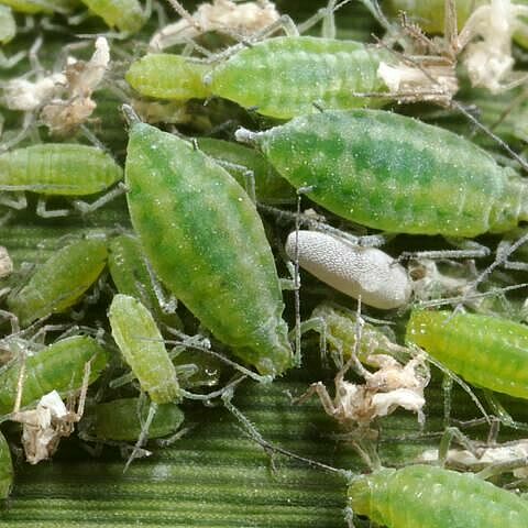 Mealy plum aphid Hyalopterus pruni