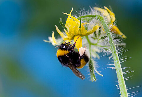 Información crucial sobre la polinización a temperaturas elevadas