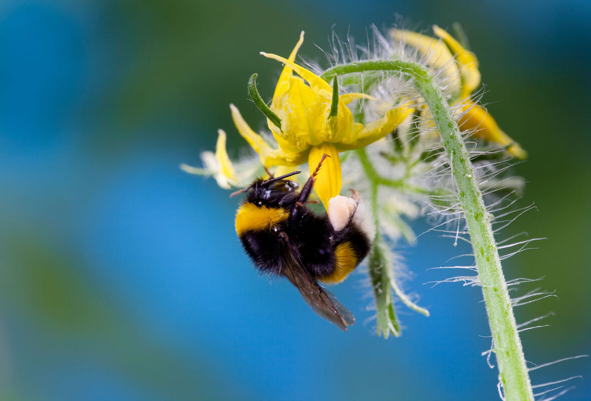 Información crucial sobre la polinización a temperaturas elevadas