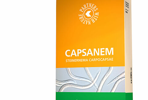 Capsanem: nematodos contra orugas y Tuta absoluta